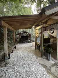 【熊本旅行】竹林に囲まれた知る人ぞ知るパワースポット神社⛩