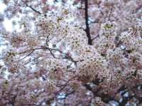 แจกพิกัดชม Cherry blossom แบฉ่ำฟูที่ USA