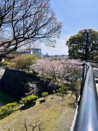 Fortress in Bloom: Sakura Serenity at Kumamoto Castle 