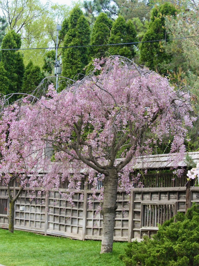 KARIYA PARK: JAPANESE CHERRY BLOSSOM BEAUTY IN CANADA 🌸🇨🇦✨