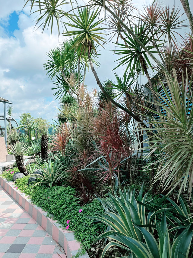 Spring Escape: A Blooming Journey Through Singapore’s Cactus Garden