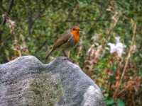 Altamont Gardens – A Romantic Treasure in County Carlow