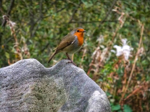 Altamont Gardens – A Romantic Treasure in County Carlow