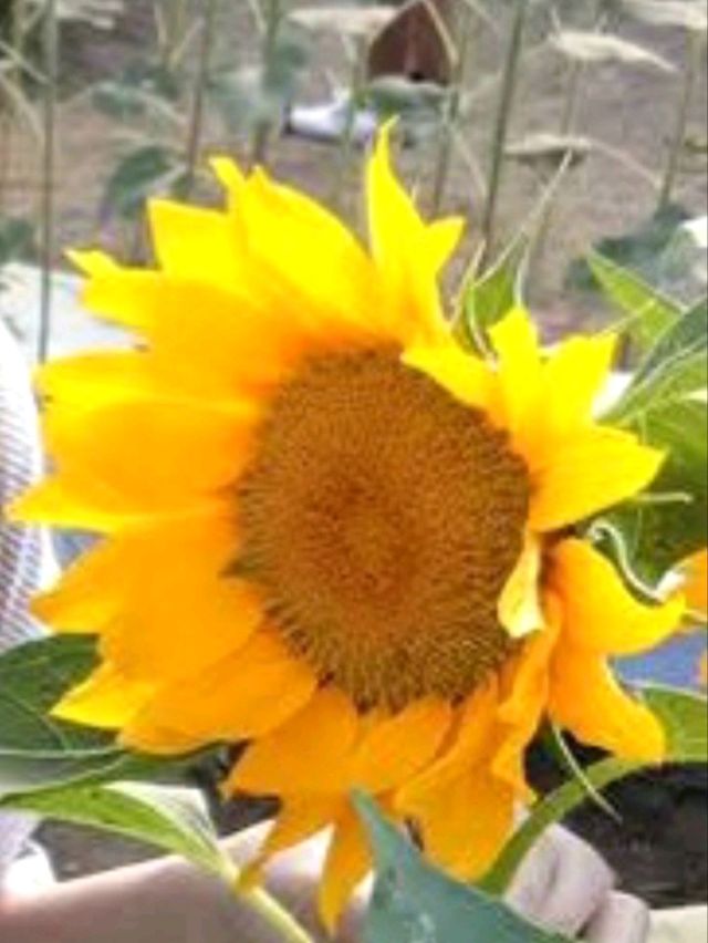 Experience springtime with sunflowers at Sunshine Farms