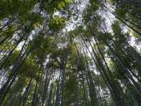 Boseong Tea Plantation – Worth the Journey for These Green Views