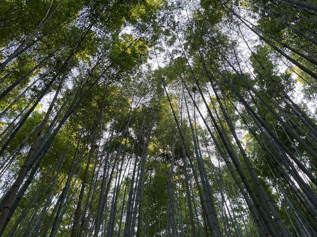 Boseong Tea Plantation – Worth the Journey for These Green Views