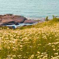 🌊 이번 주 꼭 가야 할 꽃면서, 바다와 샤스타데이지를 한 눈에🌼 부안 변산마실길