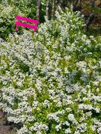April Scenery in Jeju Island