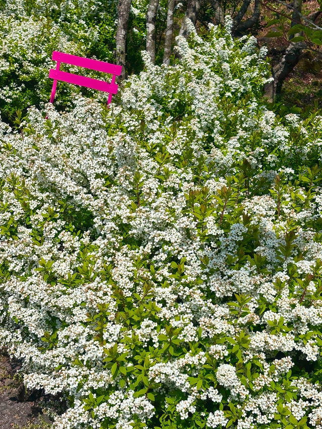 April Scenery in Jeju Island
