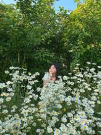 현시각 샤스타데이지가 제일 예쁜 카페지새울 🌼💛