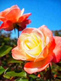 Keisei Rose Garden – Japan’s Blooming Paradise of Roses