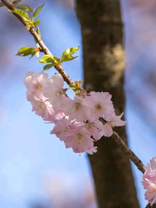 Cherry Blossoms in Olympiapark – Munich’s Springtime Magic