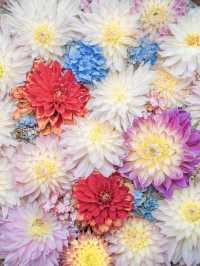 【奈良】7/6まで開催！紫陽花の池を見に行こう🩵