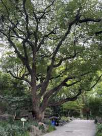 A Serene Retreat in the French Concession: My Visit to Fuxing Park, Shanghai