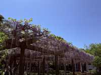 花開見佛-銚子妙福寺與來自京都的臥龍の藤