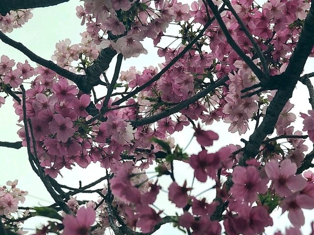 후쿠오카 온어테이블(オンアターブルグラナダスィート)
