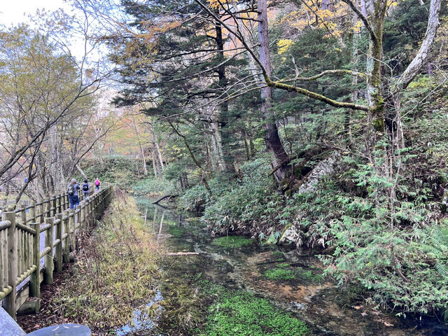 🍁【漫步上高地．沉醉秋日絕景】⛰️
