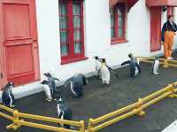 與企鵝🐧一起散步 ….登別 海洋公園 