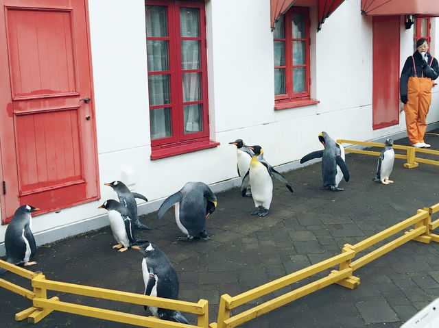 與企鵝🐧一起散步 ….登別 海洋公園 