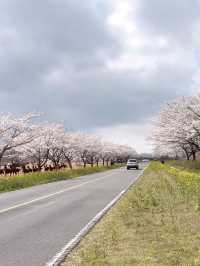 🌸濟州十公里風車花路🌼