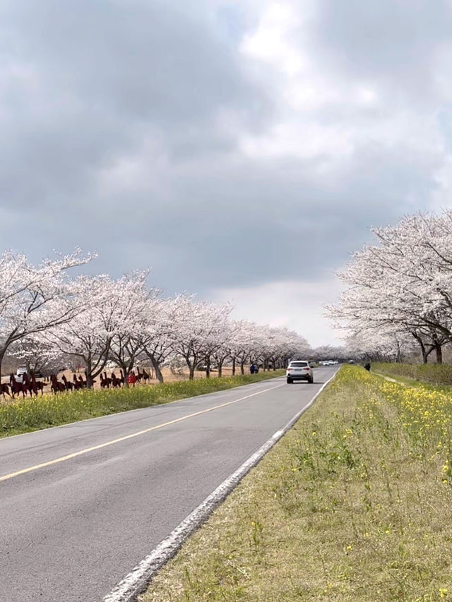 🌸濟州十公里風車花路🌼