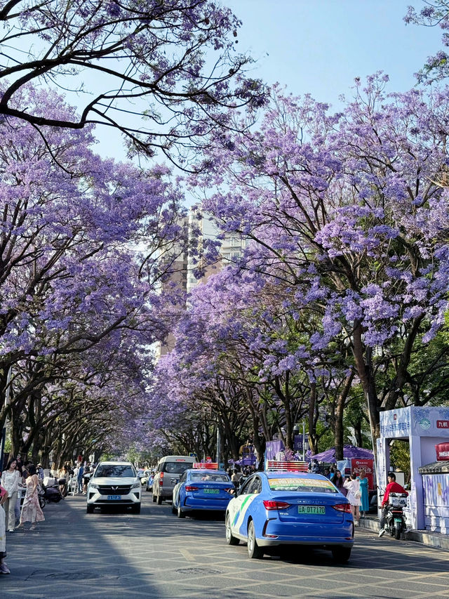 【中国・昆明 教場通り】5月限定の絶景通り！教場通りのジャカランダ並木