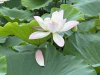 香港好去處 | 賞花 | 塱原自然生態公園 | 荷花
