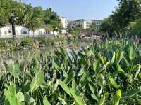 🌿 Huanhuaxi Park – A Calm Escape in the Heart of Chengdu