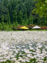 Flower Fields & Chill Walks in Haman’s Bloomy Wonderland