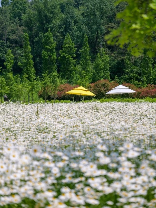 Flower Fields & Chill Walks in Haman’s Bloomy Wonderland