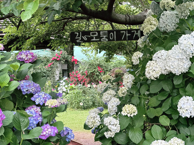 🤩 제주도 수국 스팟