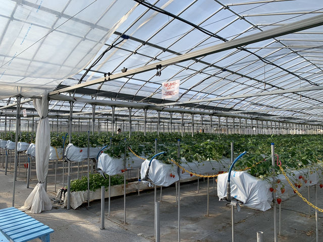 🍓 Sweetest Family Memories at Fruits Garden Yamagata