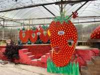 🍓Not Just Strawberries — Big Strawberry Farm, Cameron Highlands