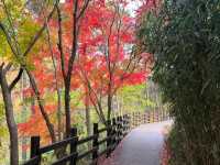 Green Escape at Daegu Arboretum