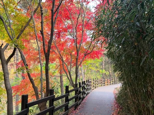 Green Escape at Daegu Arboretum