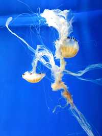 探索海底世界的美麗Xpark水族館