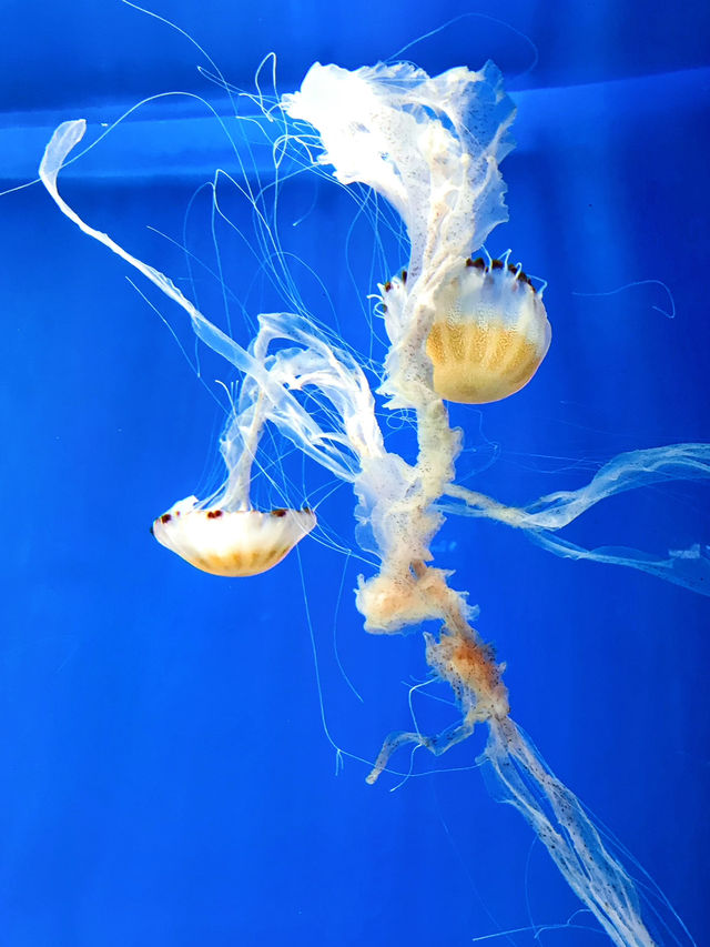 探索海底世界的美麗Xpark水族館