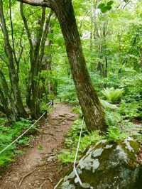Got Lost in Gombaeryeong Forest and Honestly, I’m Not Even Mad 