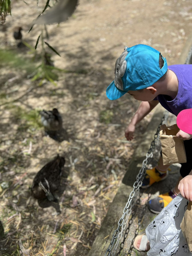Adelaide Zoo – A Family-Friendly Wildlife Adventure in South Australia 🇦🇺🐼