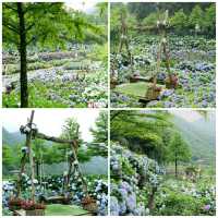 ชมสวน hydranyia Yangmingdhan