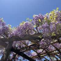 🌸🇯🇵 Uji Wisteria – A Purple Curtain Over Kyoto’s Phoenix Hall