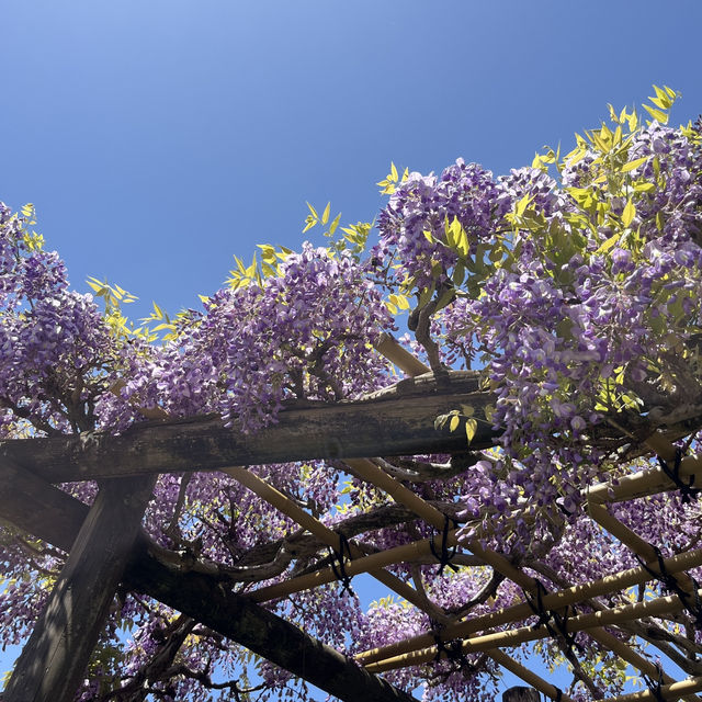 🌸🇯🇵 Uji Wisteria – A Purple Curtain Over Kyoto’s Phoenix Hall