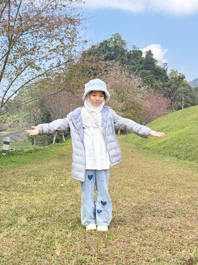 ซากุระเมืองไทย ดอยอ่างขาง เชียงใหม่