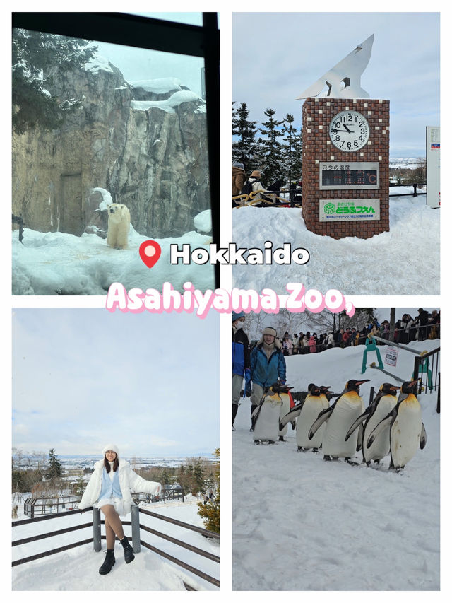 🐧 Rushing for Penguins at Asahiyama Zoo, Hokkaido 🐾