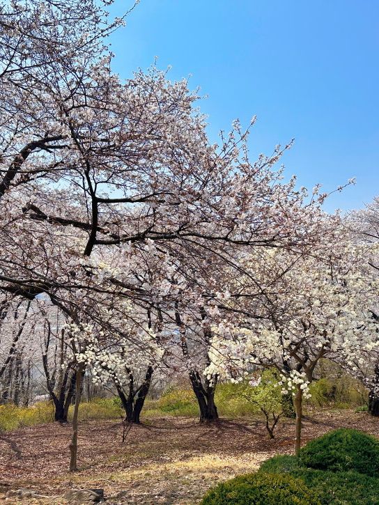 대중교통으로 갈 수 있는 인천의 벚꽃 명소