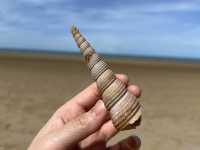หัวหิน ถิ่นมีหอย 🐚