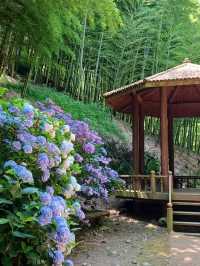 대나무 숲에서 즐기는 힐링 스팟 🌿