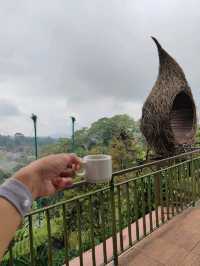 A Sip of Bali’s Soul: Tea & Coffee Tasting at the Plantation
