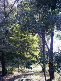 🌿都会のオアシスで、南国植物に癒される新宿御苑 温室 