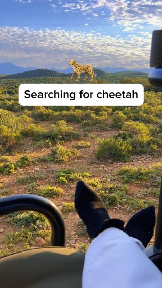 🐆 Searching for cheetah 